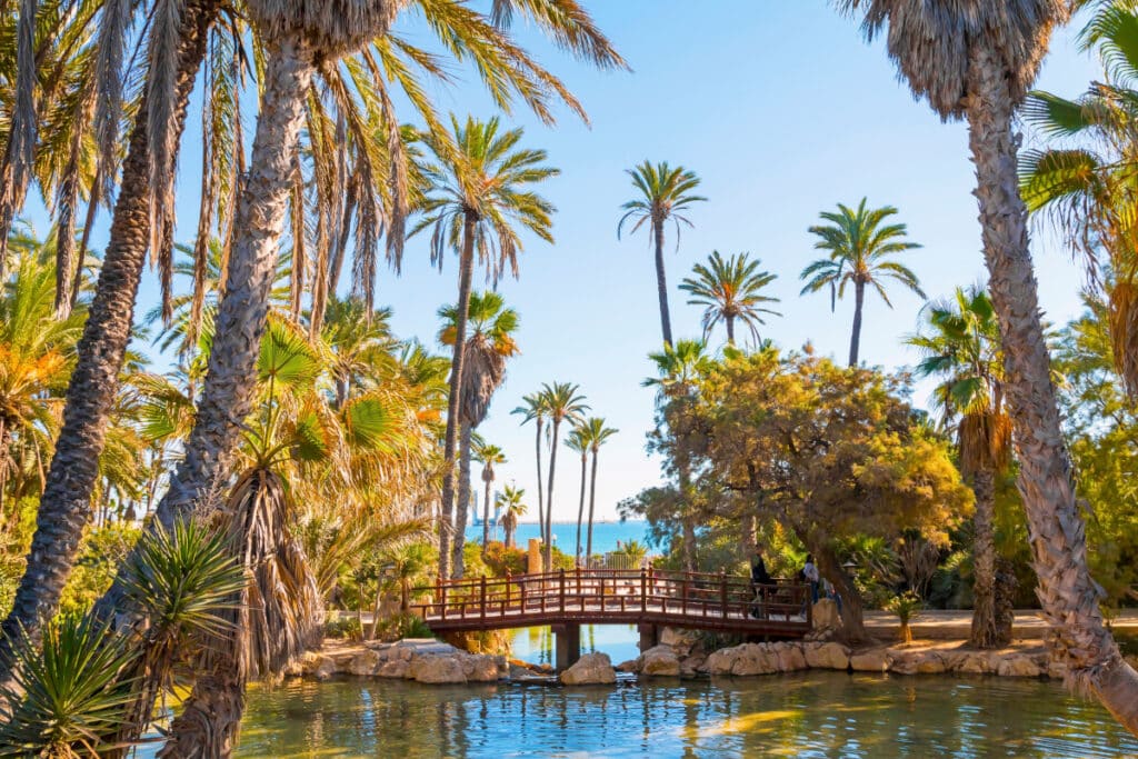 Palm Trees Alicante