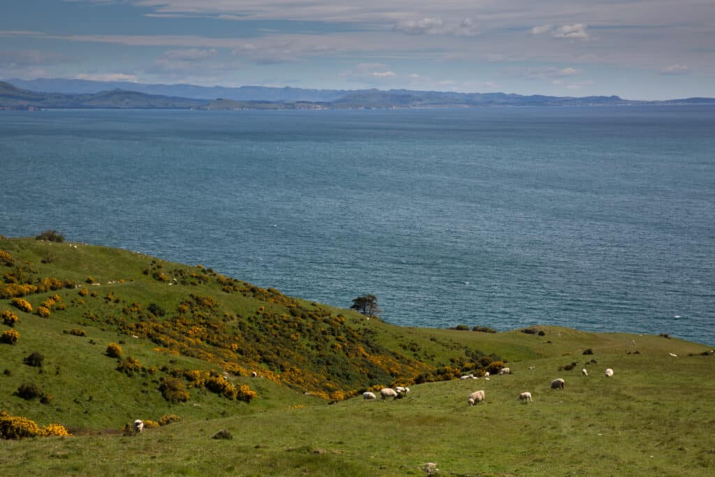 Dunedin - Celebrity Cruise